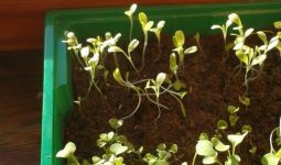 eTwinning projekta sadarbību ar Turciju 